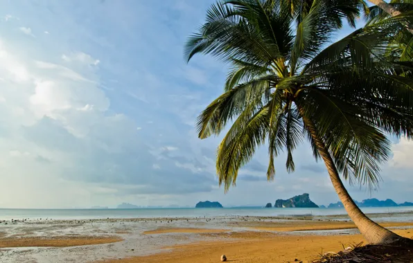 Sand, sea, wave, beach, summer, the sky, palm trees, shore