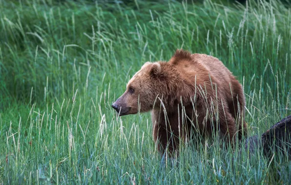 Picture grass, nature, Alaska, USA, brown bear