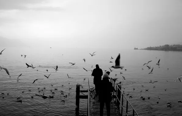 Seagulls, black and white, pier