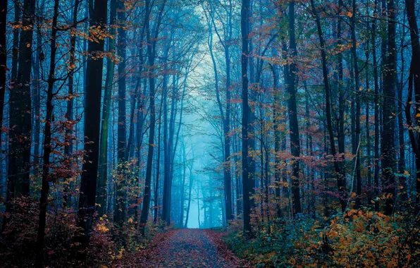Picture road, autumn, forest, leaves, trees, fog