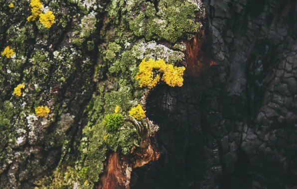 Tree, Moss, Tree, Ash, Close-up, Close-up, Moss, Burn