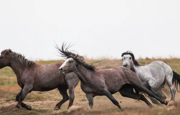 Picture field, horse, running