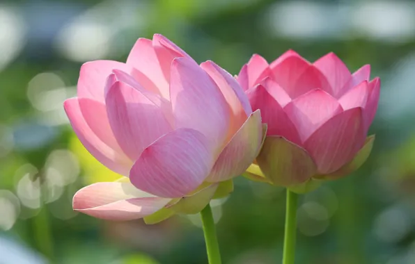 Macro, petals, stem, Lotus, pair