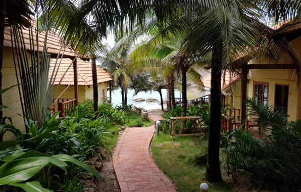 Nature, Home, Path, Palm trees, Plants, Nature, Vietnam, Vietnam