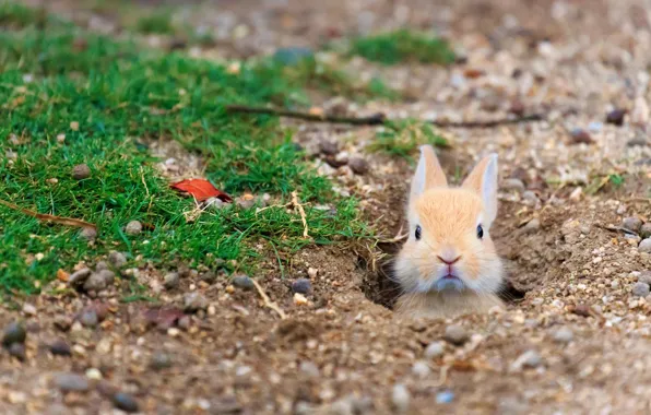 Japan, Hiroshima Prefecture, Rabbit Island, feral domestic rabbit, island Tokunoshima