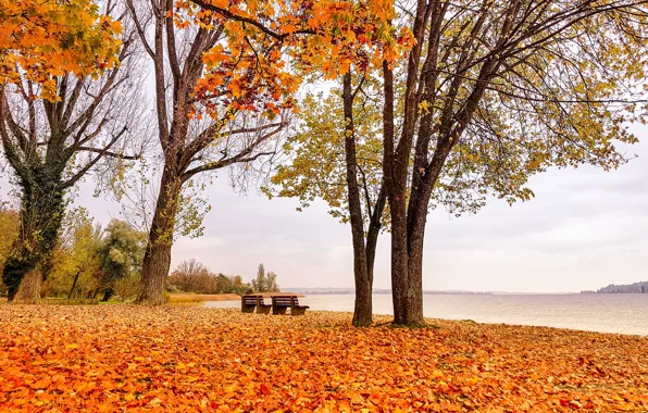 Autumn, trees, Park, foliage, benches, benches