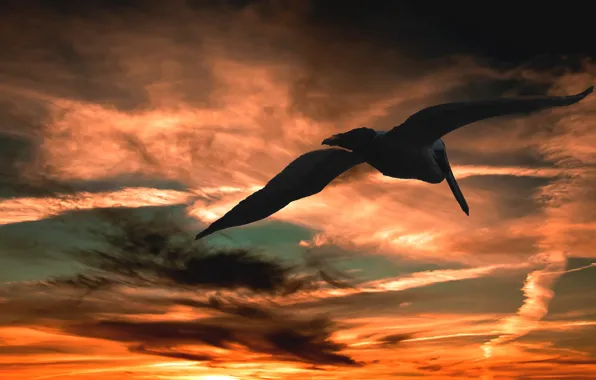 The sky, clouds, flight, sunset, clouds, bird, paint, heaven