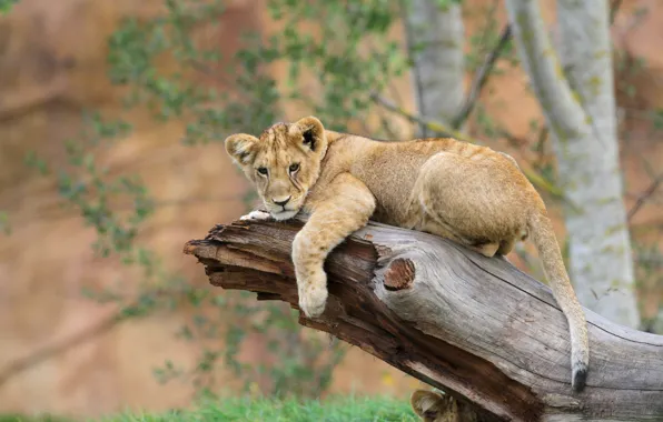 Picture photo, Leo, trunk, lion