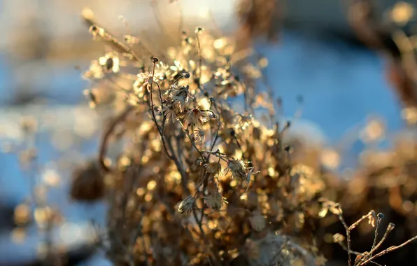 Flowers, sunlight, dry grass