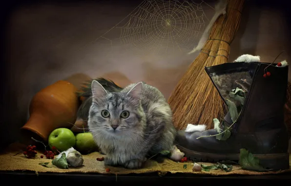 Picture cat, cat, leaves, animal, apples, web, mouse, burlap