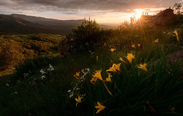 Forest, grass, the sun, clouds, rays, light, sunset, flowers