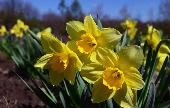 The sky, macro, light, flowers, spring, yellow, garden, flowerbed