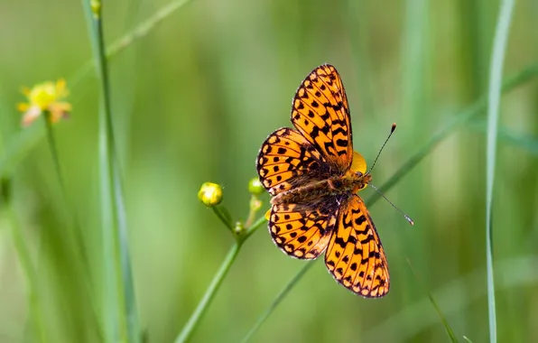 Macro, wings, Butterfly, beautiful, flowers, closeup