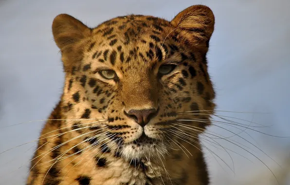 Picture face, portrait, wild cat, the Amur leopard