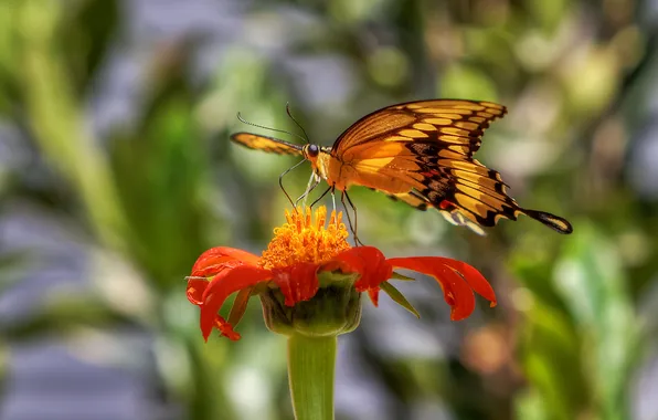Picture flower, close-up, butterfly