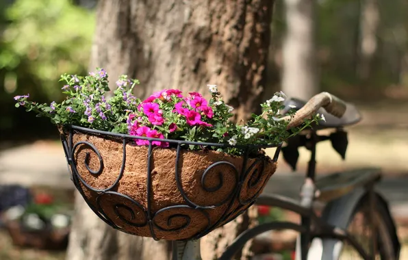 Picture flowers, bike, street