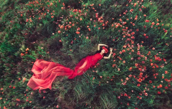 Field, girl, flowers, Maki, dress in red