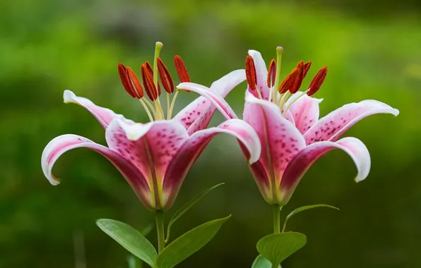 Picture flowers, background, Lily, pair, pink