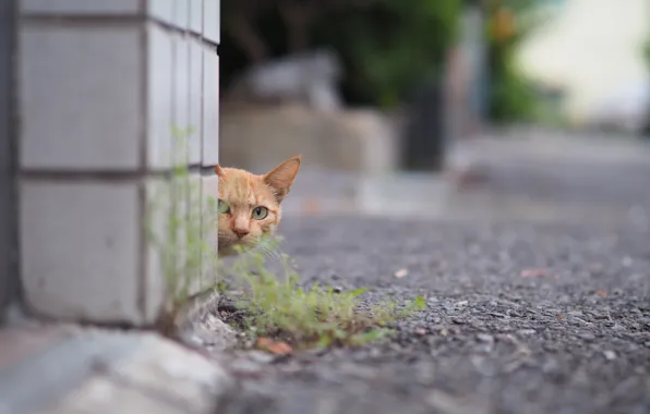 Picture eyes, cat, look, red