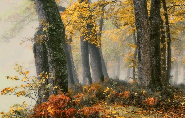 Autumn, forest, nature
