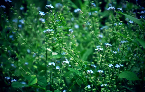 Picture summer, flowers, blue, forget-me-nots