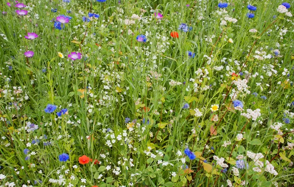 Field, summer, grass, flowers, carpet, petals, garden, meadow