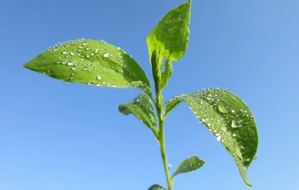 Macro, The sky, Drops, Rosa, Leaves, Mamala ©, Summer 2018, Spores