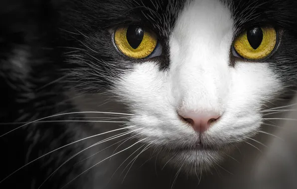 Cat, eyes, cat, look, face, close-up, the dark background, black and white