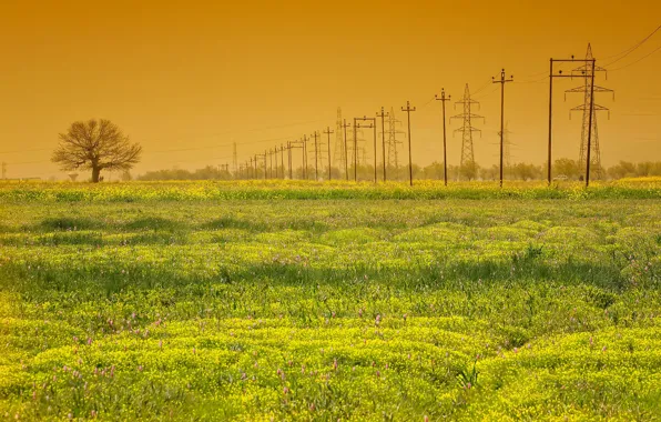 Field, tree, Power lines