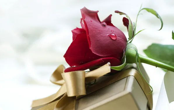 Picture flower, drops, love, holiday, box, gift, rose, feelings