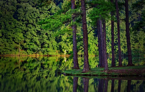 Forest, nature, river, ate, the reflection in the water
