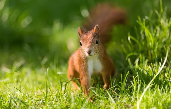 Picture grass, nature, animal, protein, animal, rodent