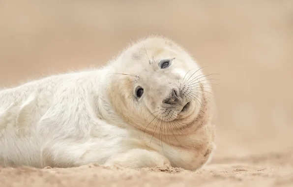 Sand, look, background, seal, cub, pup