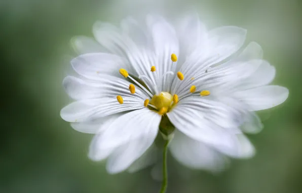 Picture white, flower, petals, yellow center