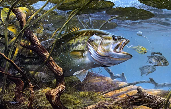 Largemouth Bass Underwater Images  Browse 774 Stock Photos Vectors and  Video  Adobe Stock