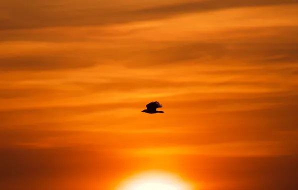 Eagle, Free, Clouds, Sun, Bird, Birds of Prey, Sun Goes Down, Heather Wilde