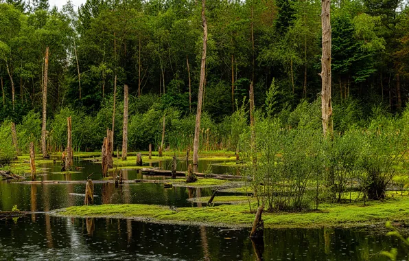 Greens, forest, trees, shore, swamp, dry, pond, shrubs