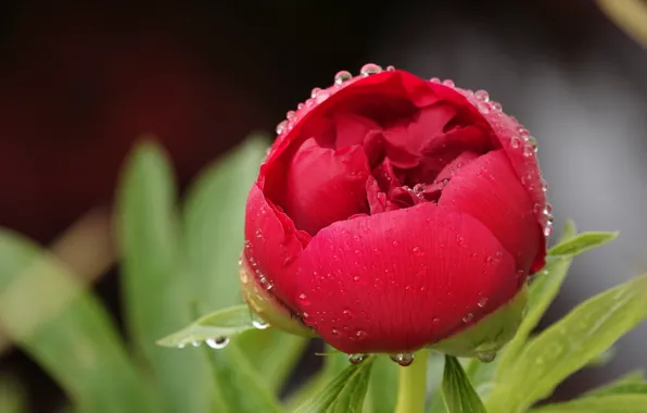 Close-up, drops, Bud of peony