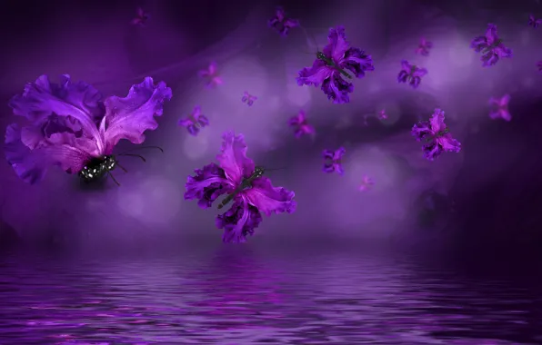 Butterfly, petals, water, purple, butterflies, floral