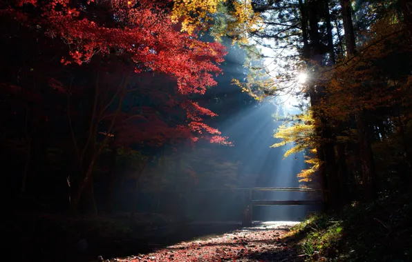 Picture forest, the sun, rays, light, trees, stream, the bridge
