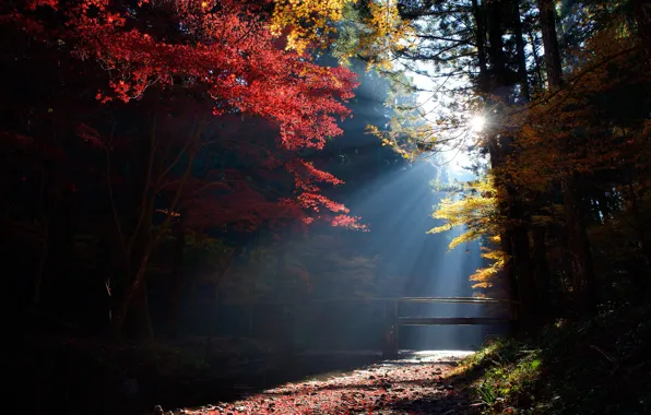 Forest, the sun, rays, light, trees, stream, the bridge