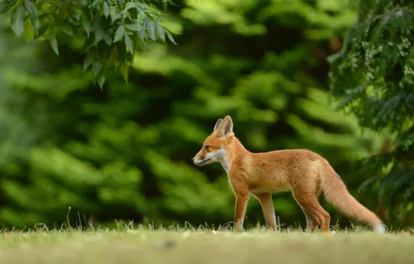 Forest, grass, look, branches, nature, pose, foliage, Fox