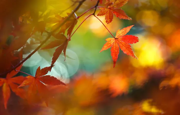 Autumn, leaves, maple