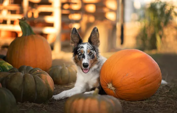 Picture autumn, language, look, light, dog, harvest, hay, pumpkin