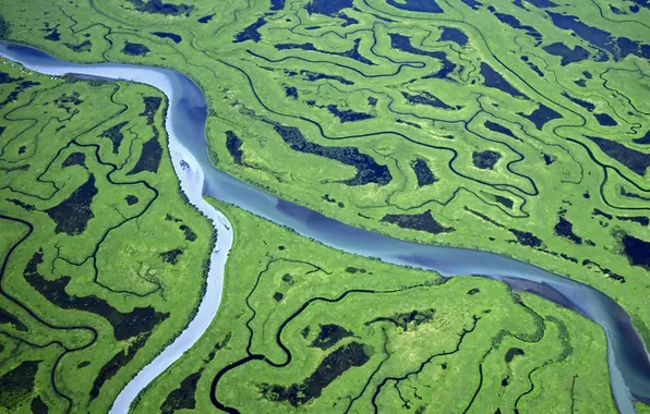 Forest, trees, landscape, nature, river, the view from the top, relief