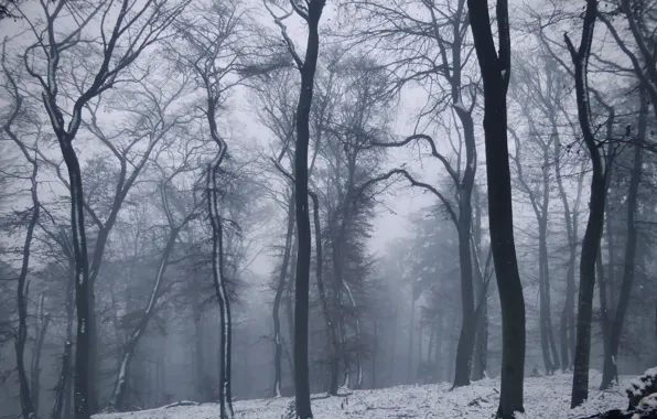 Winter, forest, snow, trees, nature, fog, Germany, Germany