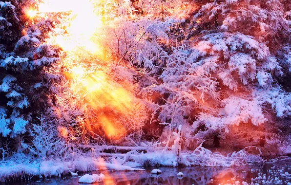 Winter, water, the sun, light, snow, trees, nature