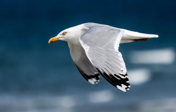 Flight, bird, height, wings, Seagull, white, flies, pond