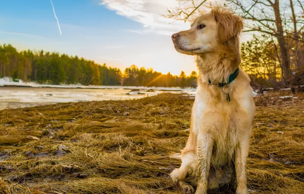Nature, dog, Retriever