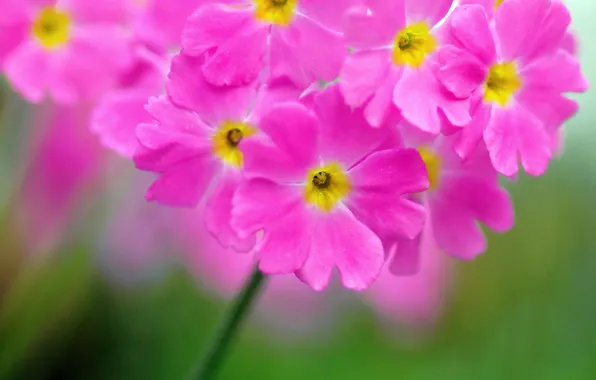 Picture macro, nature, petals, inflorescence